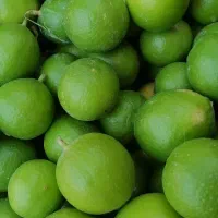 فروش لیمو درجه یک محلی آبدار
