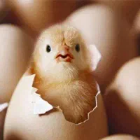 تخم نطفه دار جهت جوجه کشی مرغ گلپایگانی