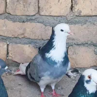 ۲۰عدد پرشی سنگین