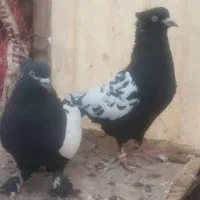 کبوتر رنگی