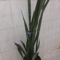 گل سانسوریا سبز
