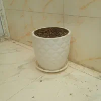 گل طبیعی وگلدان