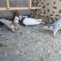 کبوتر قشنگ