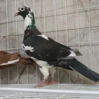 کفتر ابلغ نرشکار