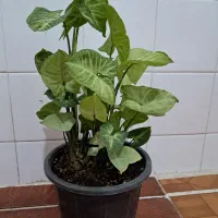 گل و گیاه طبیعی
