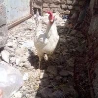 مرغ