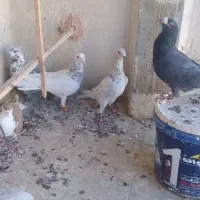 کفتر