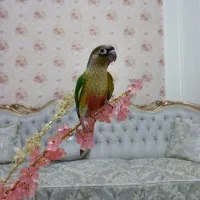 طوطی گرینچیک یلوساید رد دونخور