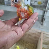 جوجه گرینچیک مونچیک مینت و..