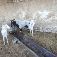 دو بز داشتی عدانی  شیری  دوقلوزا آبستن