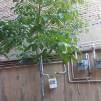 خانه اجاره ای 60 متری میدان شاهد