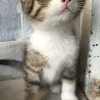 واگذاری توله گربه نر دستی