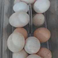 تخم مرغ و اوجی خشک