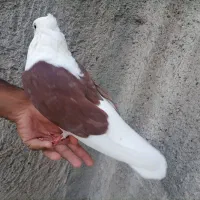 کفتر. پشت. شامی. سفید