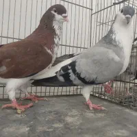 کبوتر کفتردو جفت  چادری افشون