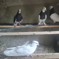 طوقی .لیلک.بهبهانی