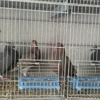 کفتر