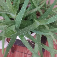 عرق کاسنی،گلاب،امن کمنجی،بادریش