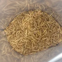 سفارش میلورم خشک