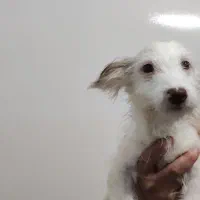 سگ 5 ماه و ۱۱ ماه