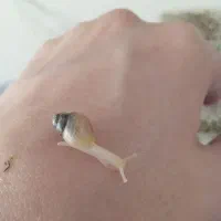 حلزون آچاتینا