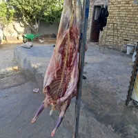میش|خوردنی و آشامیدنی|شیروان (خراسان), |دیوار