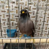 مرغ مینا سخنگو