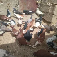 کفتر|پرنده|شیراز, کفترک|دیوار