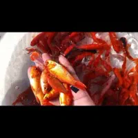 فروش ماهی قرمز