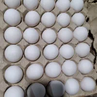 لبنیات