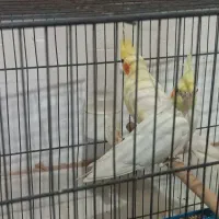 عروس هلندی