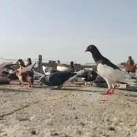 یهودی