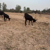 فروش بزمورسیا  اصل