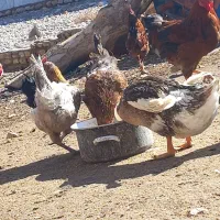 مرغابی تخم گذار شش عدد یک ملیون