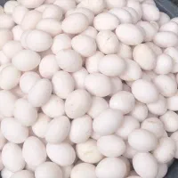 پخش تخم مرغ صالحی