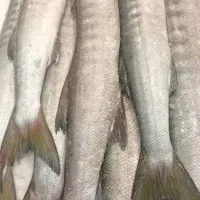 فروش انواع ماهی جنوب بوشهری