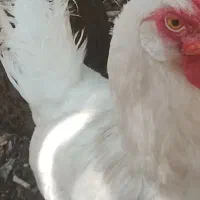 مرغ