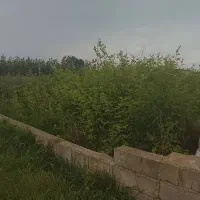۲۵۰متر زمین باغی کنارساحل ۷۵۰میلیون تومان