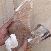 جفت کله سفید آس