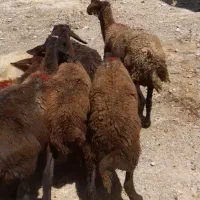 میش شیشک داشتی