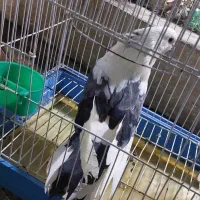 کبوتر باقرشهر یجایی دونه ۳۰۰