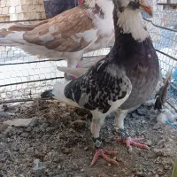 انواع نژاد کفتر  زیر قیمت