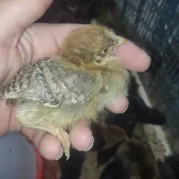 جوجه محلی ( فروشی ، معاوضه)