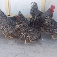 مرغ و خروس آمروک
