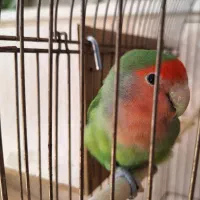 طوطی برزیلی ماده