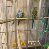 یک جفت مرغ عشق نروماده مولد