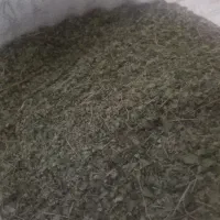 اویشن کوهی
