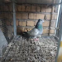 ماده سینه سبز