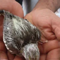 چها رتاجوحه عروس بهمن فروش