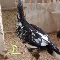جوجه لاری